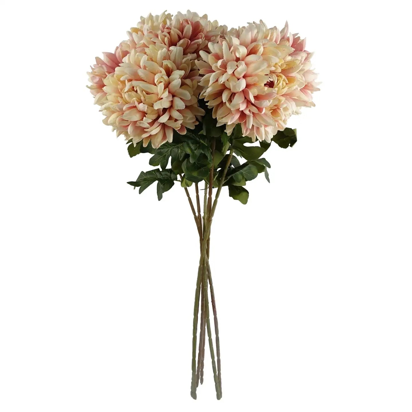 Pink Chrysanthemum Stem