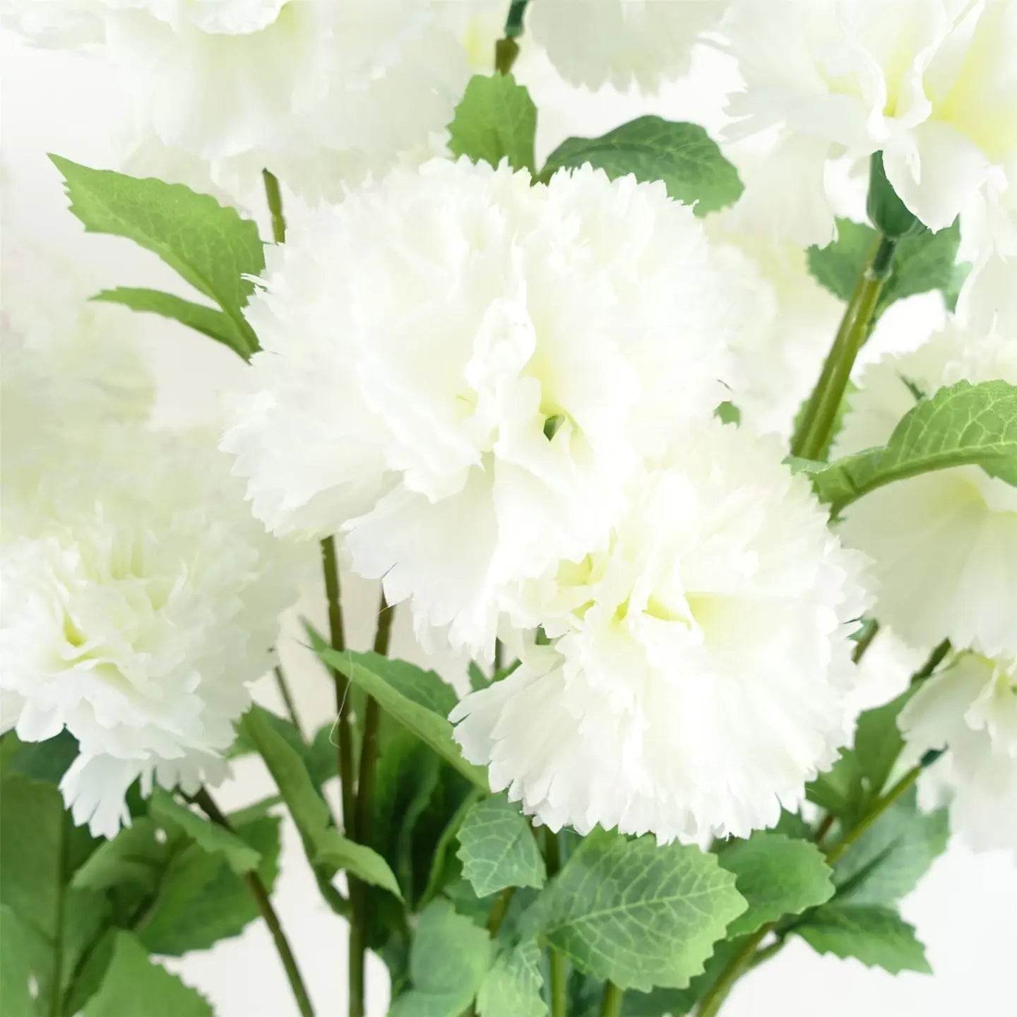 White Carnation Stem