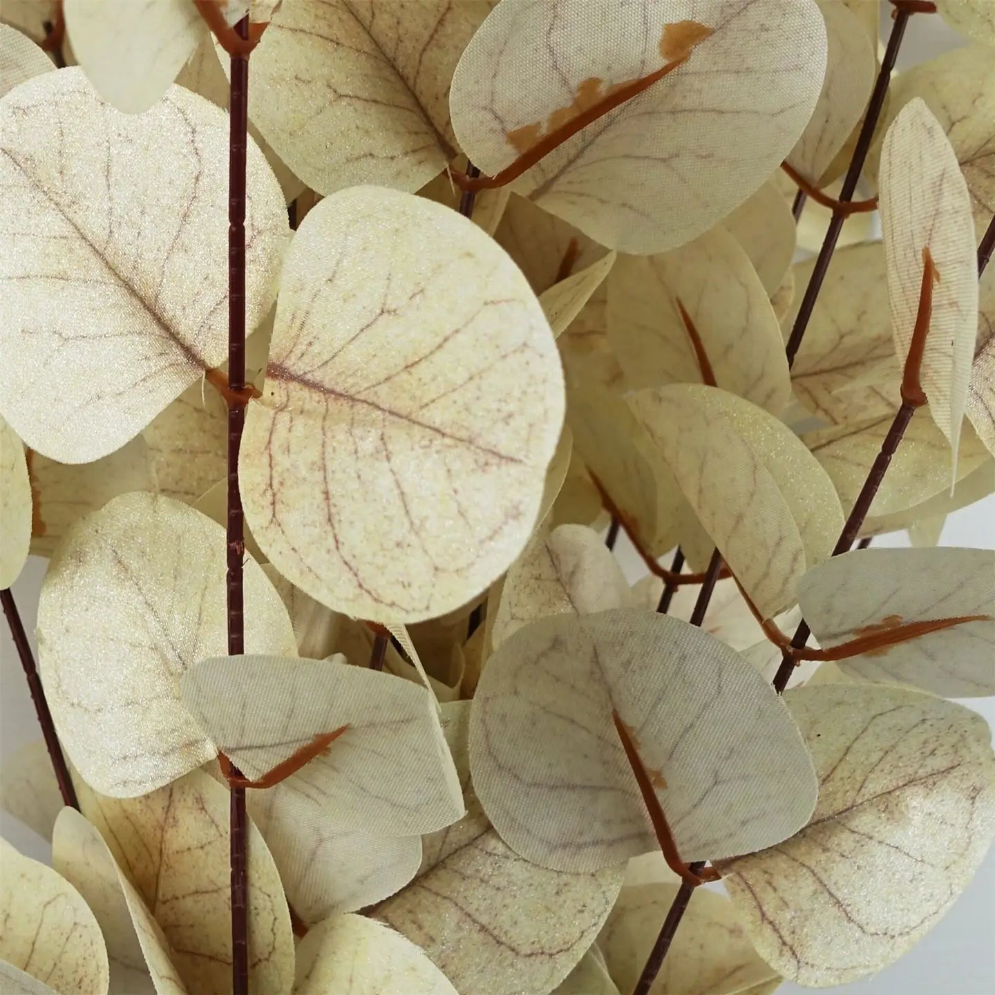 White Eucalyptus Foliage Stem