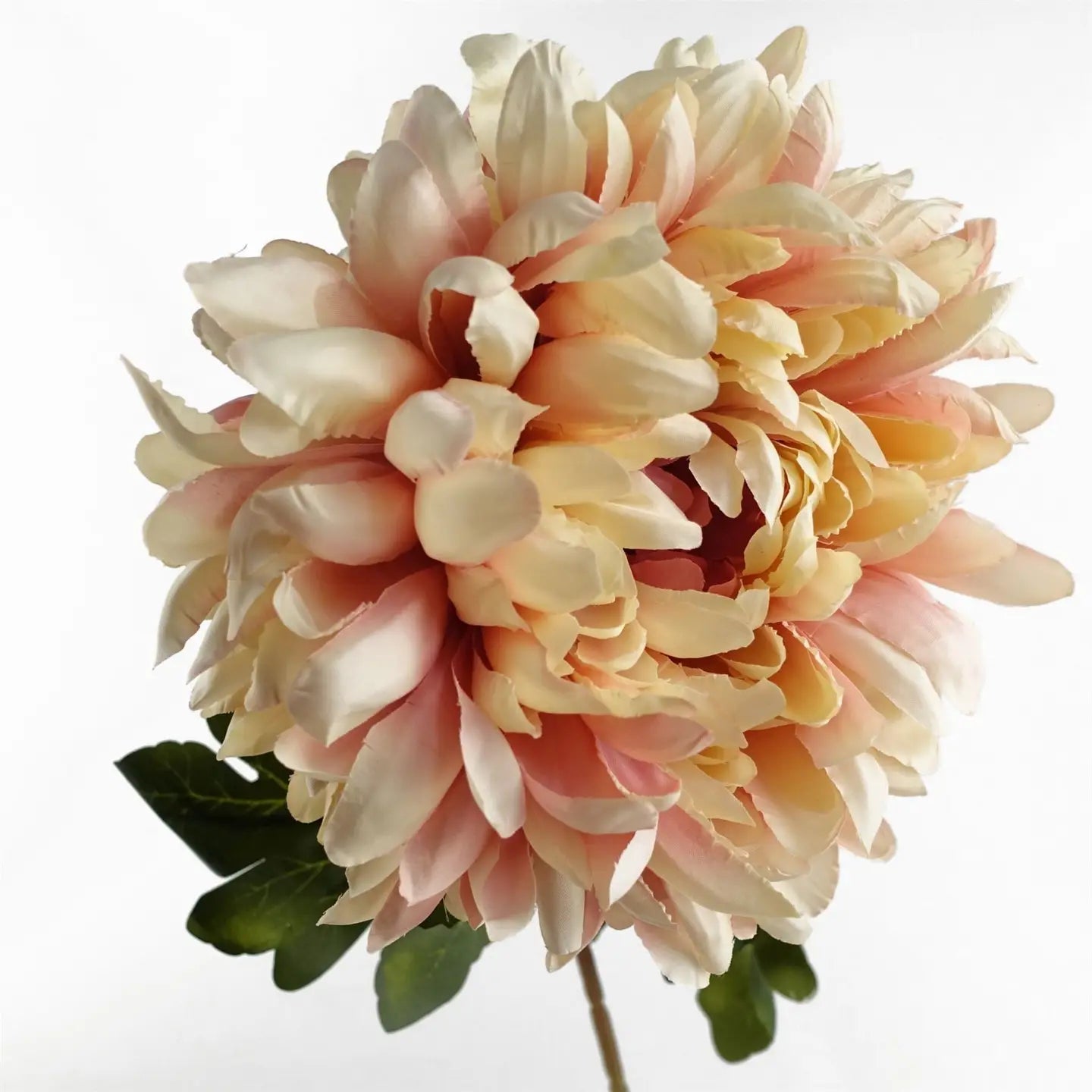 Pink Chrysanthemum Stem