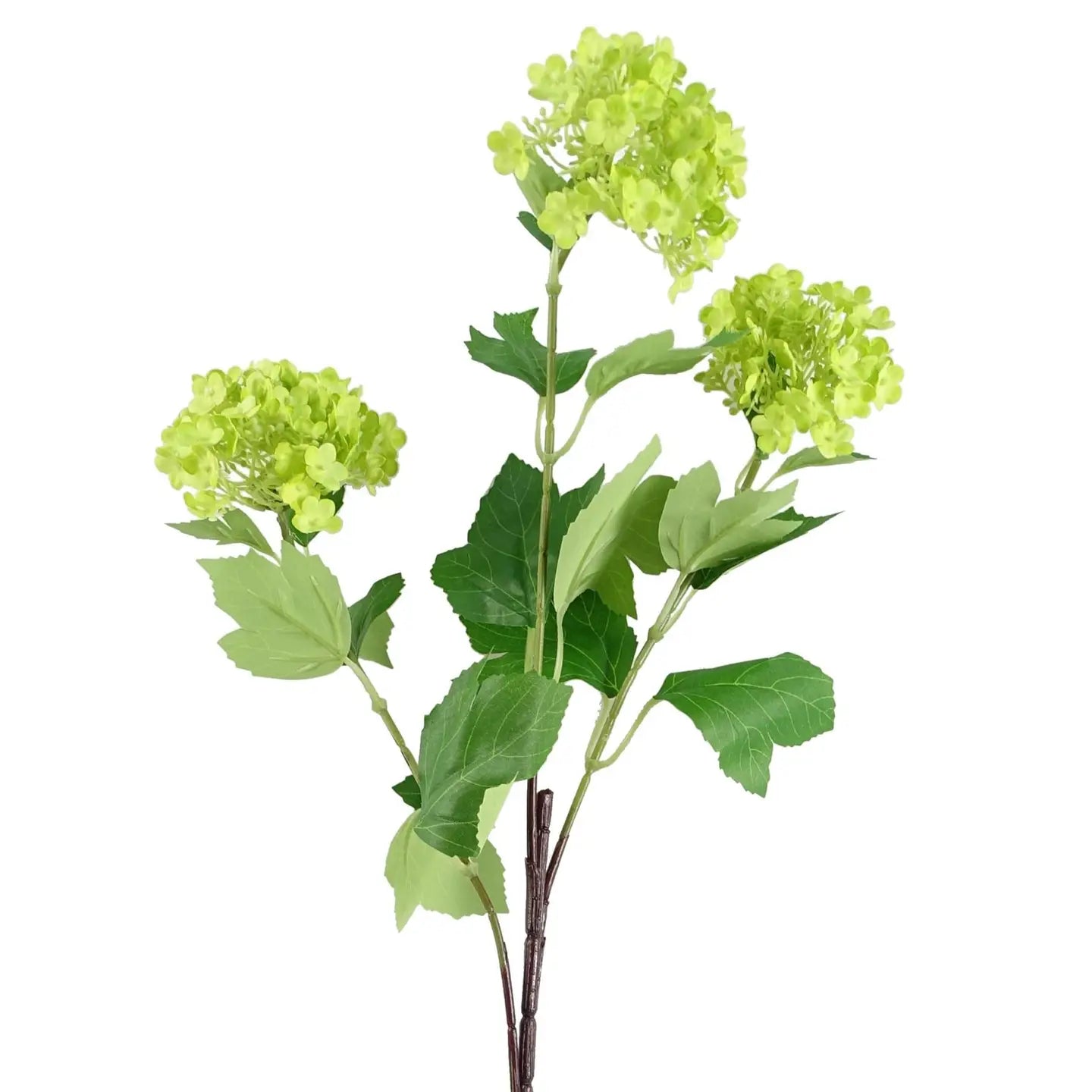 Green Viburnum Stem
