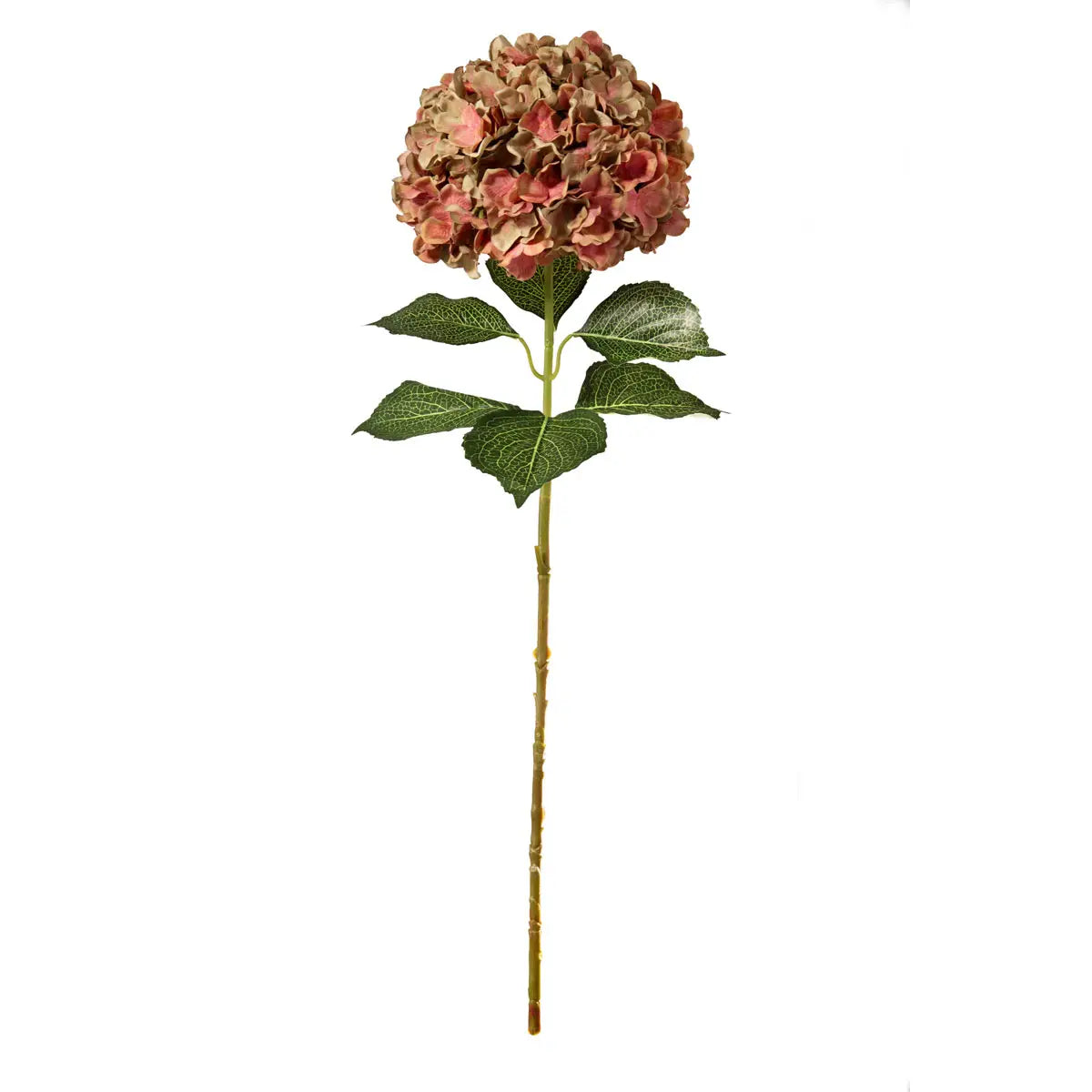 Green/ Pink Hydrangea