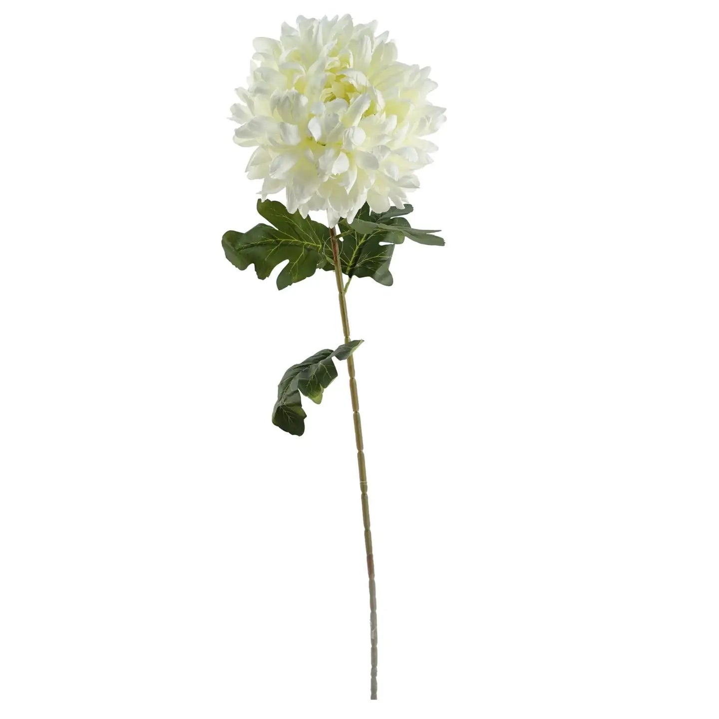 White Chrysanthemum Stem