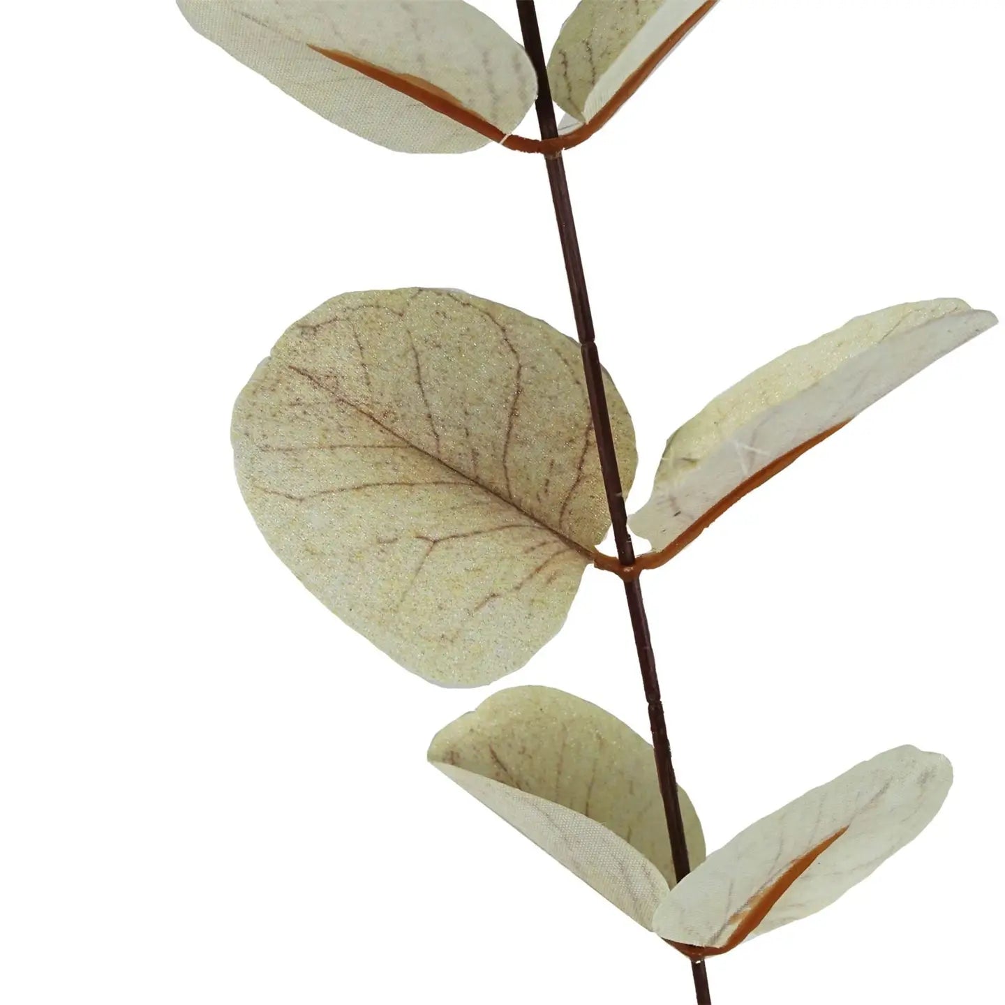 White Eucalyptus Foliage Stem