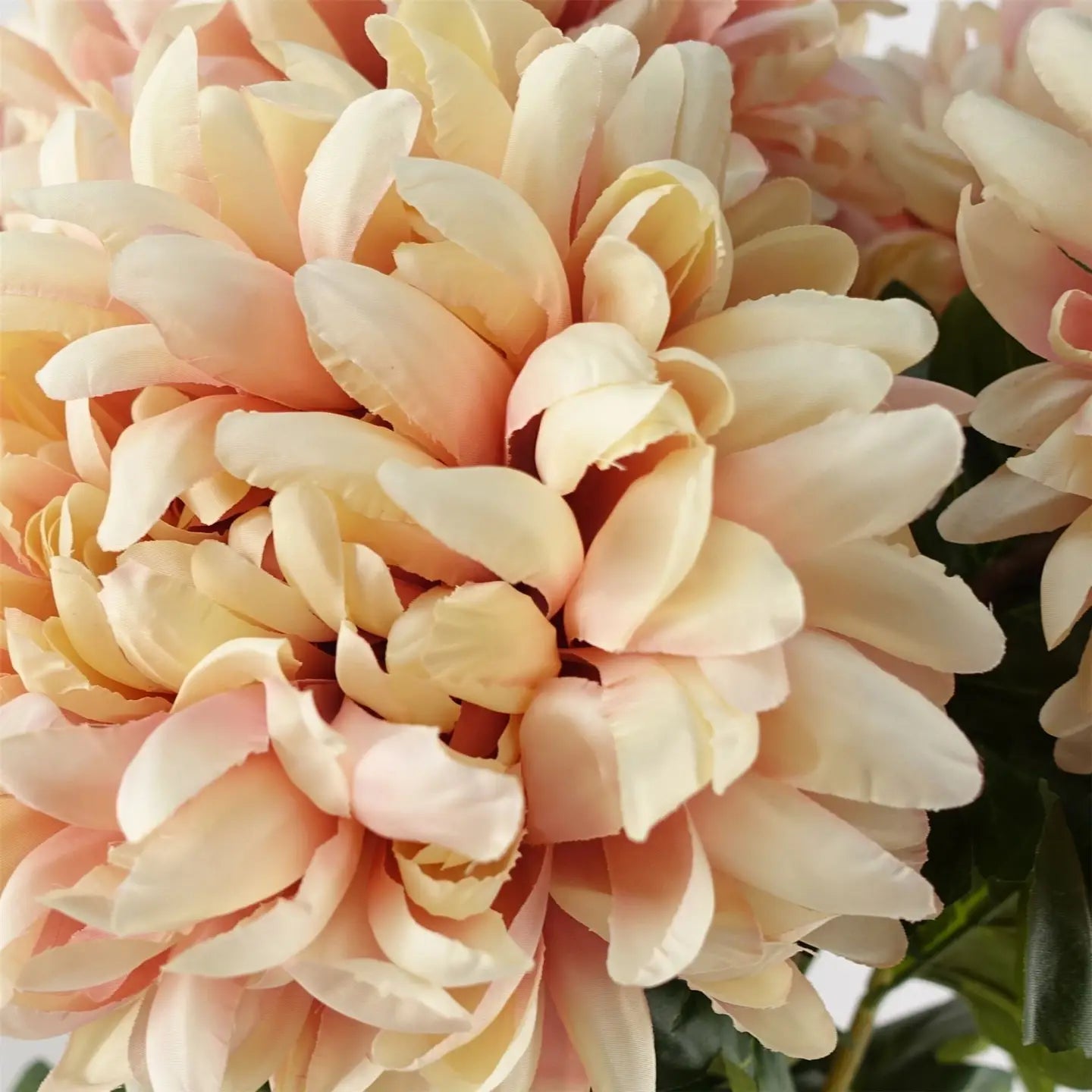 Pink Chrysanthemum Stem