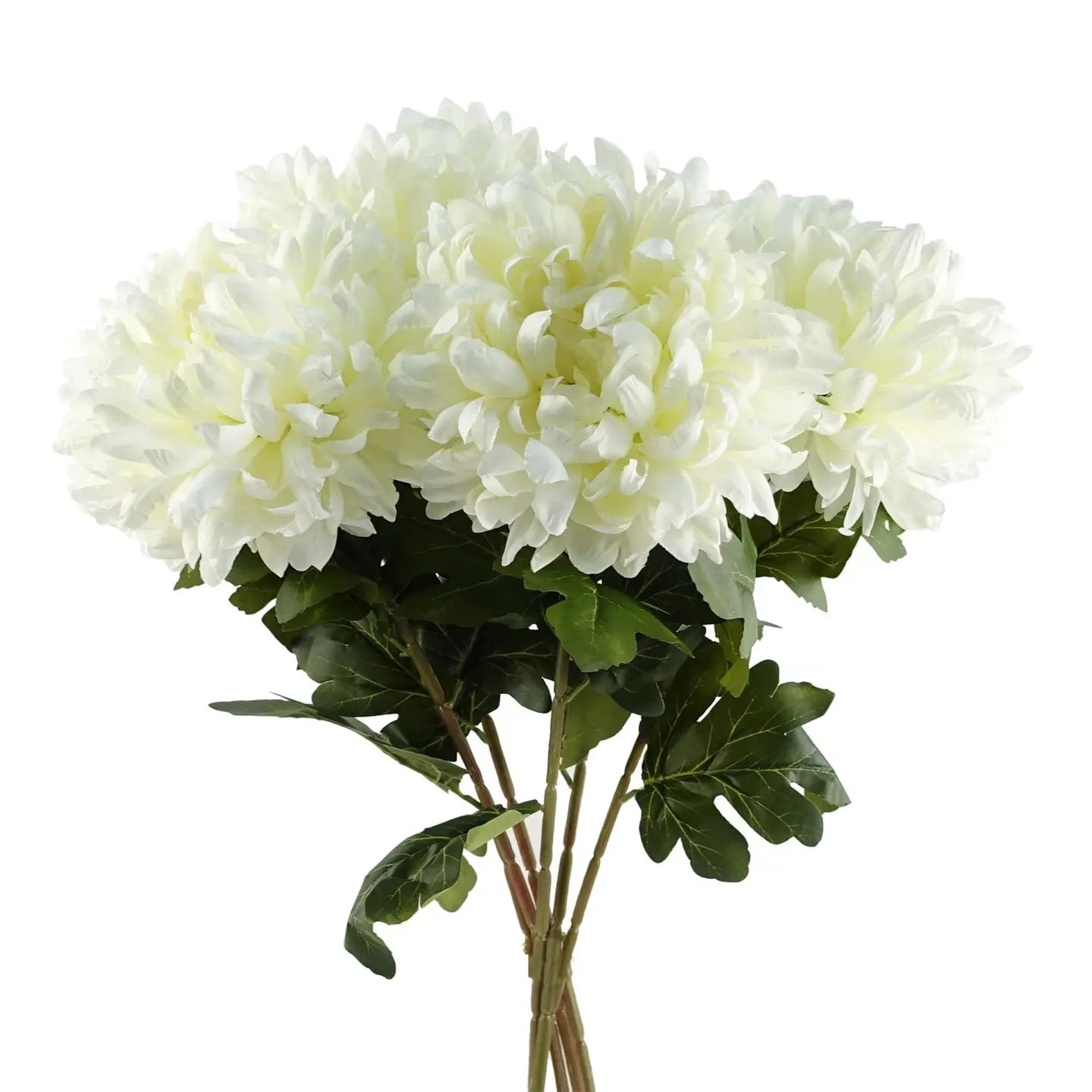 White Chrysanthemum Stem
