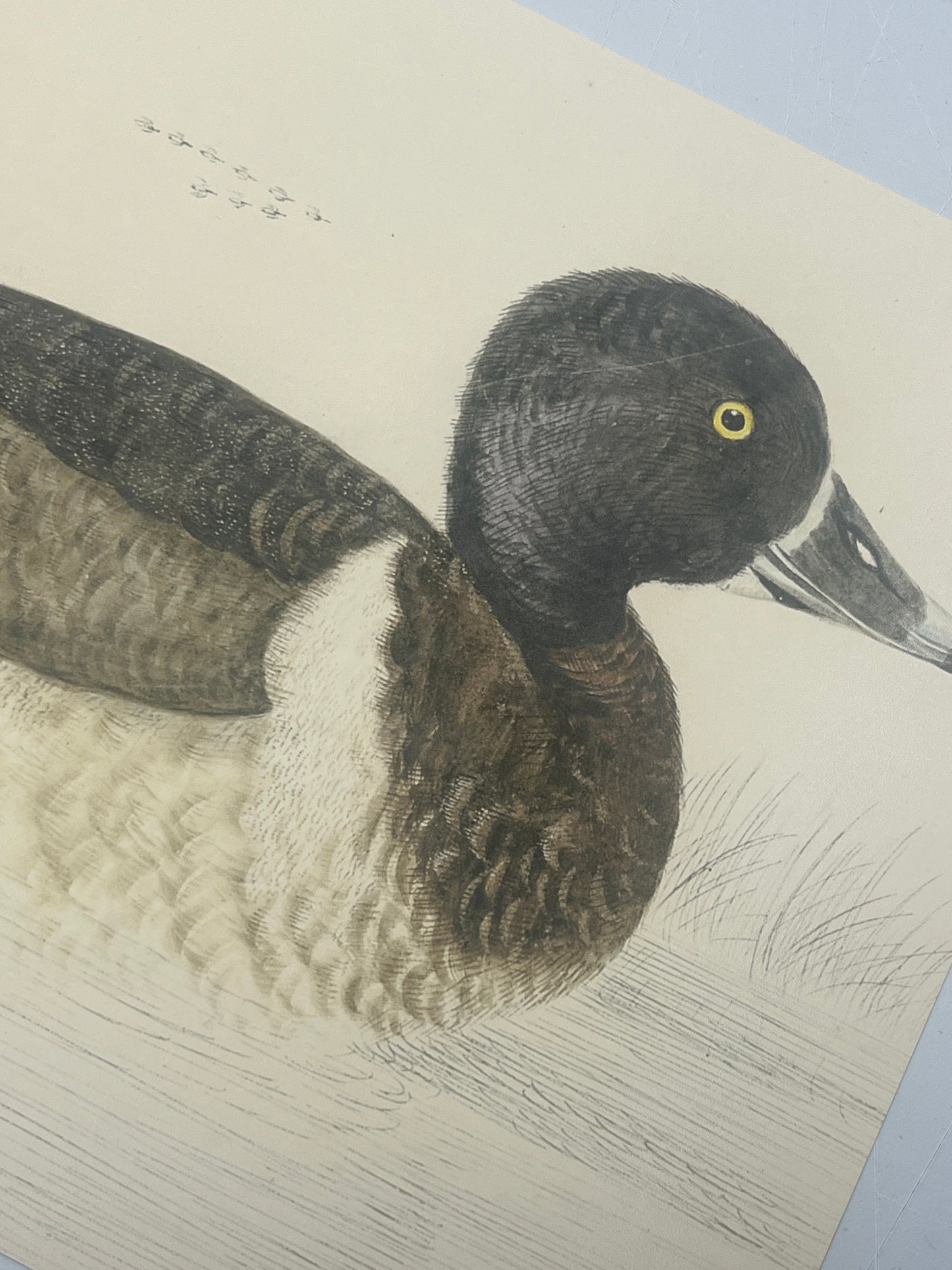 Duck Print (A4 or A3)