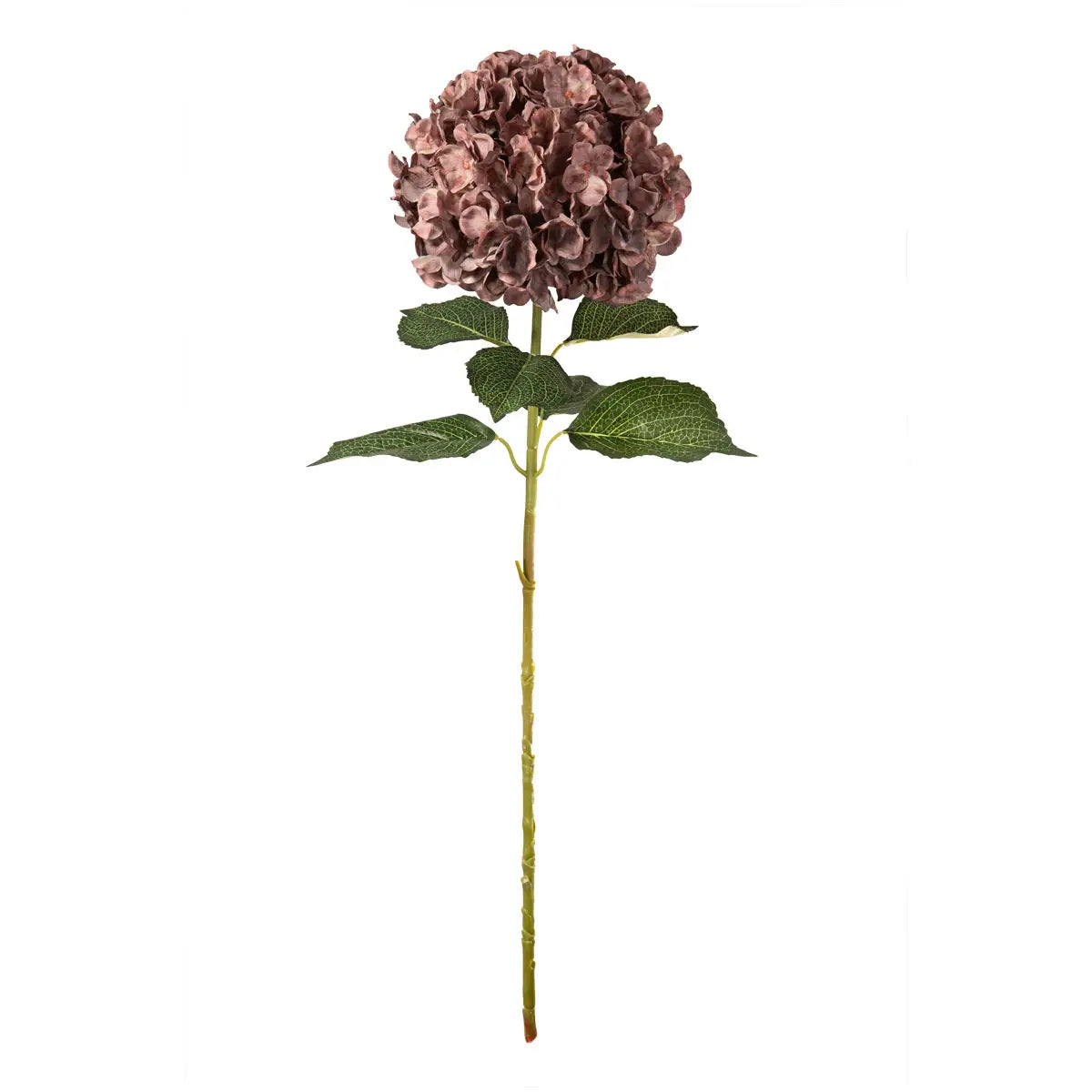 Dusky Pink Hydrangea