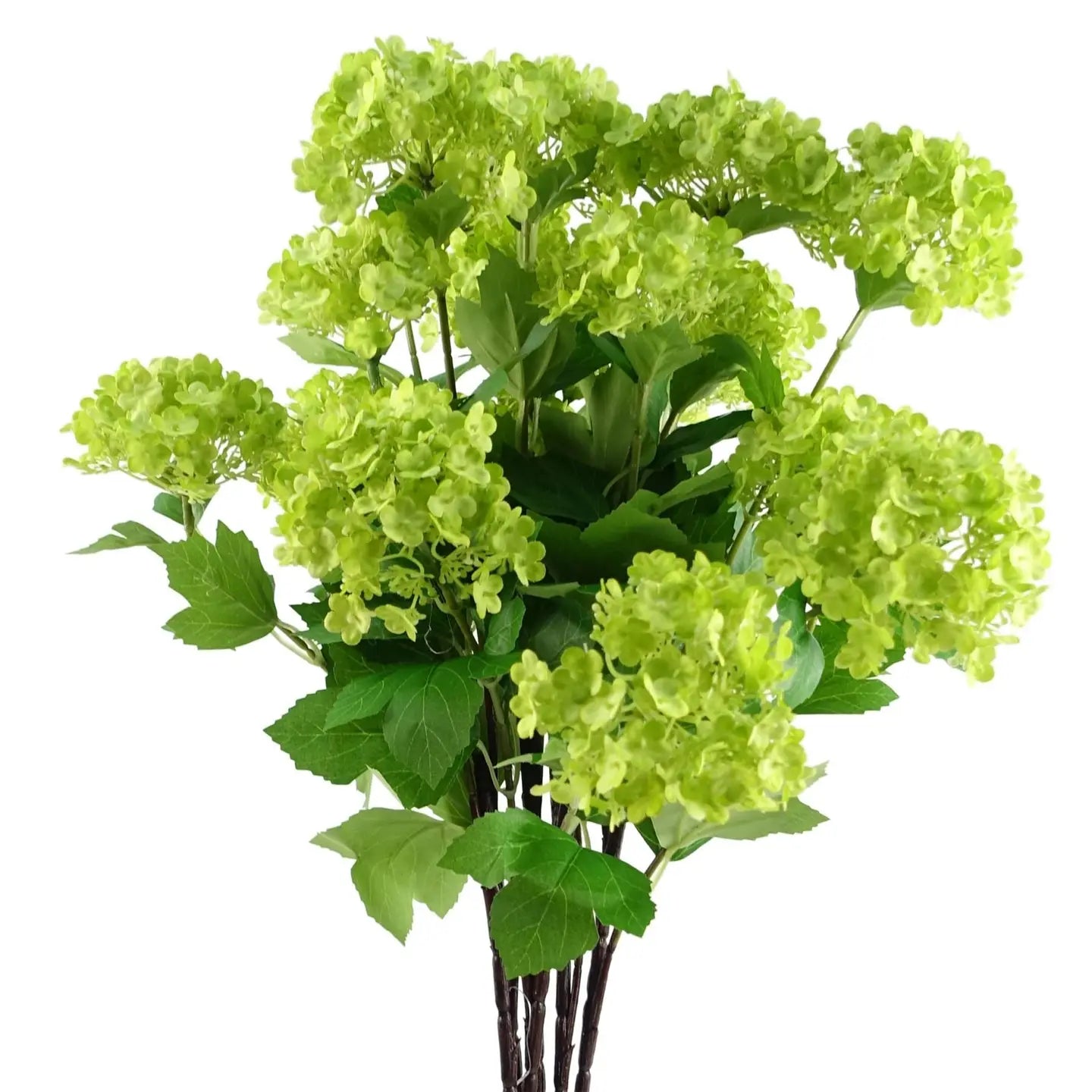 Green Viburnum Stem
