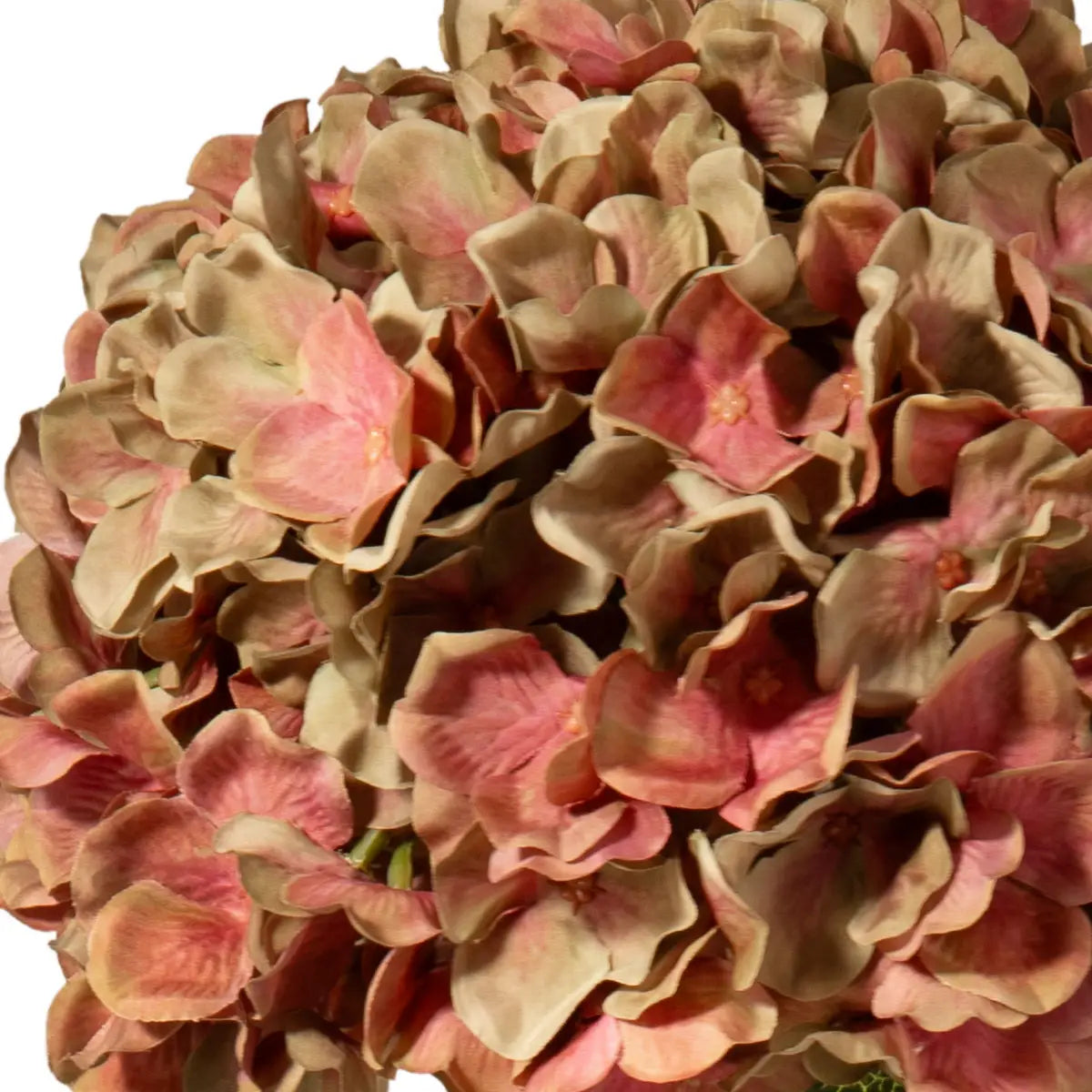 Green/ Pink Hydrangea