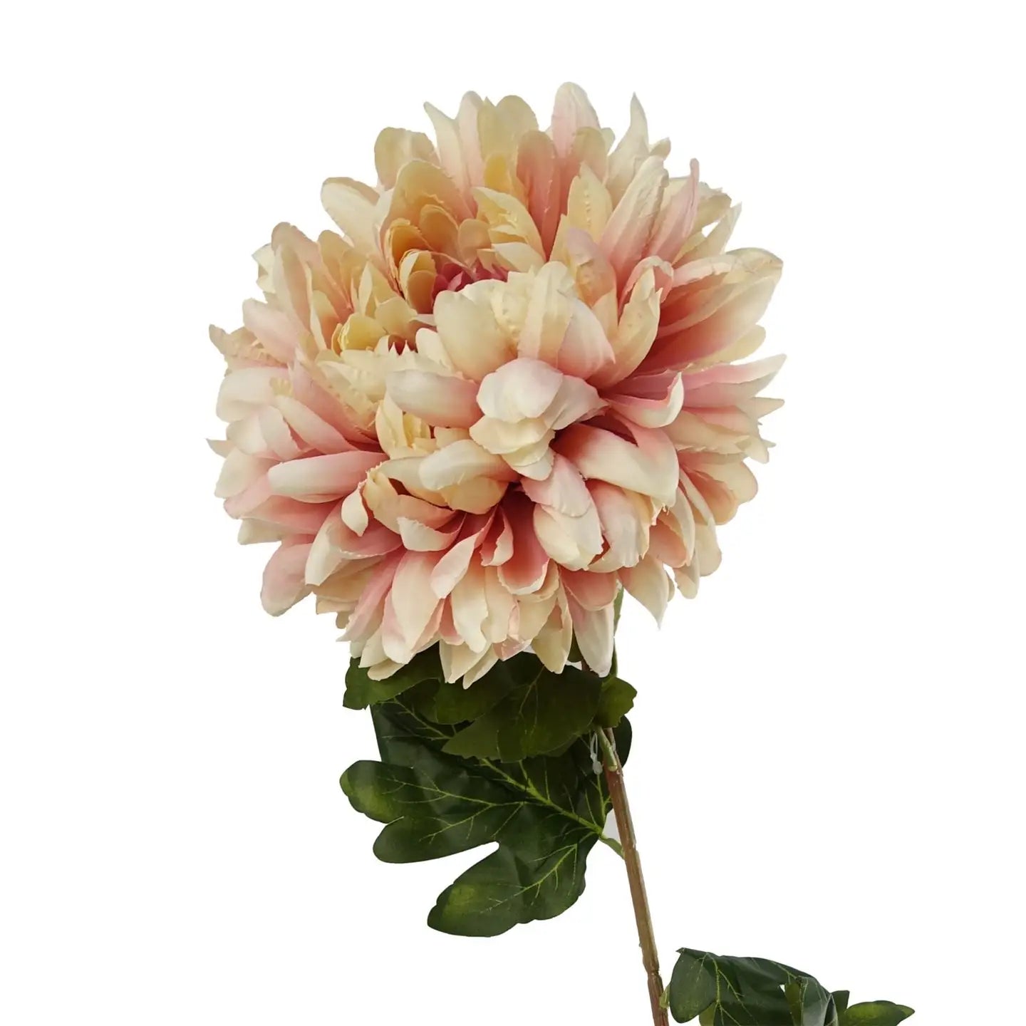 Pink Chrysanthemum Stem