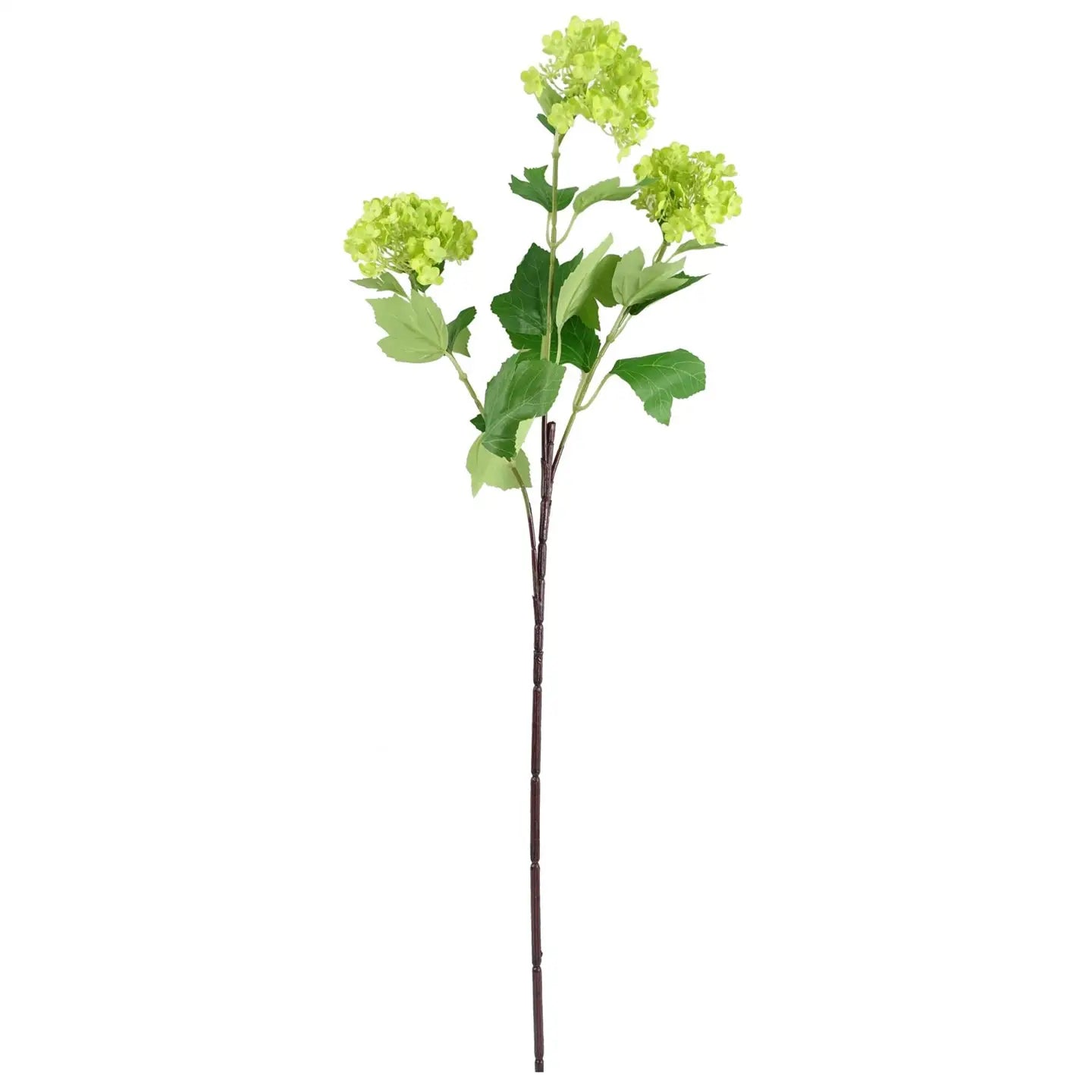 Green Viburnum Stem