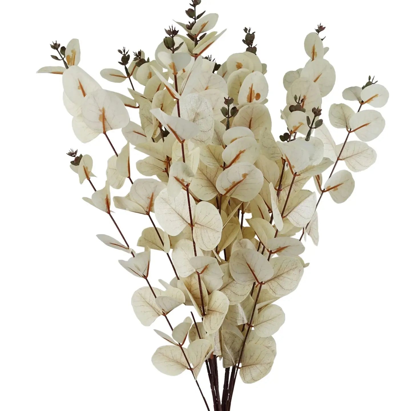 White Eucalyptus Foliage Stem