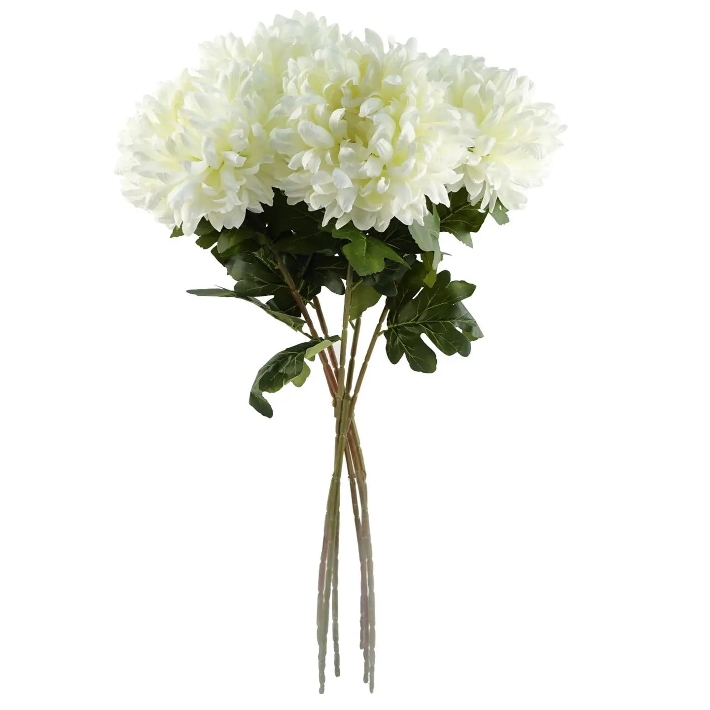 White Chrysanthemum Stem