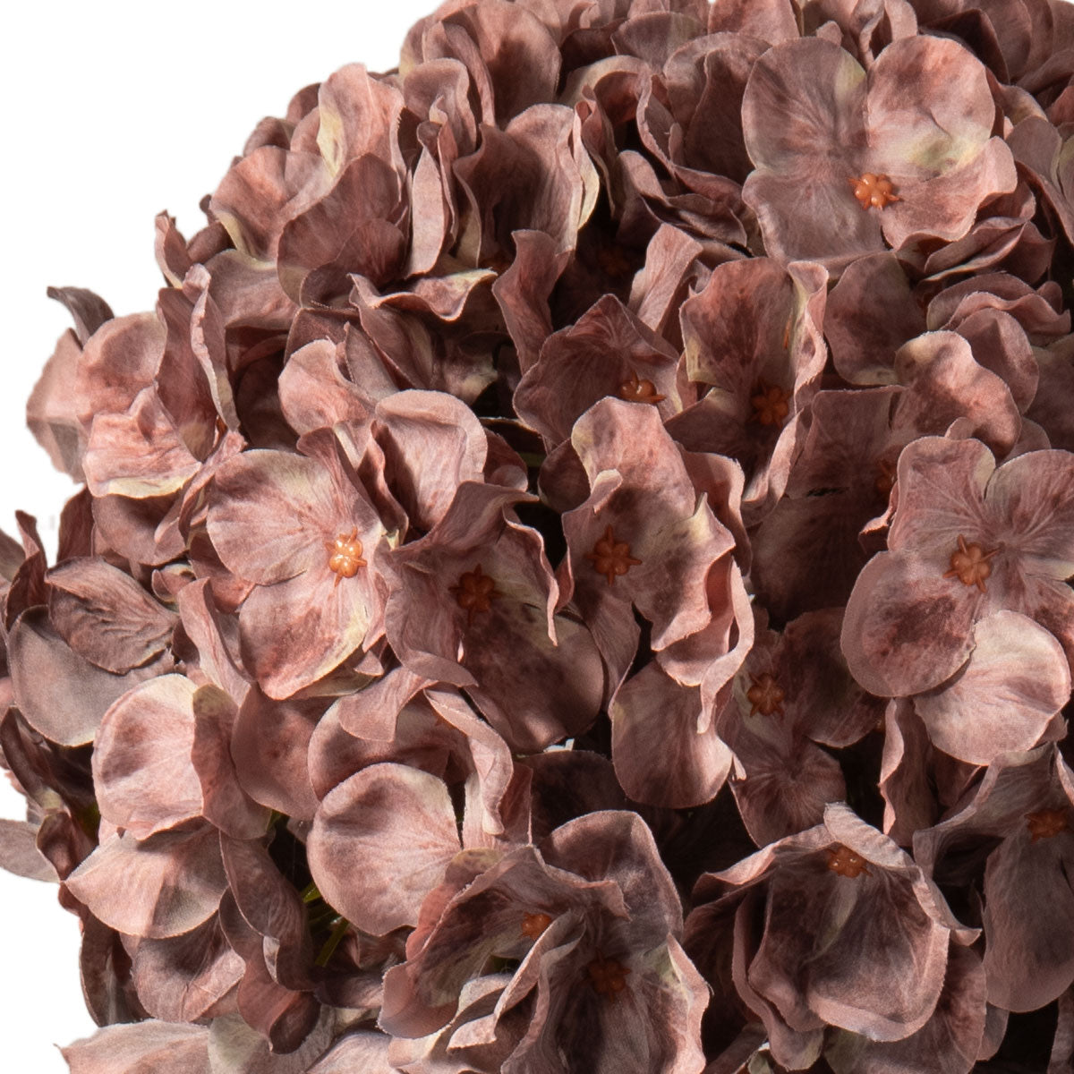 Dusky Pink Hydrangea