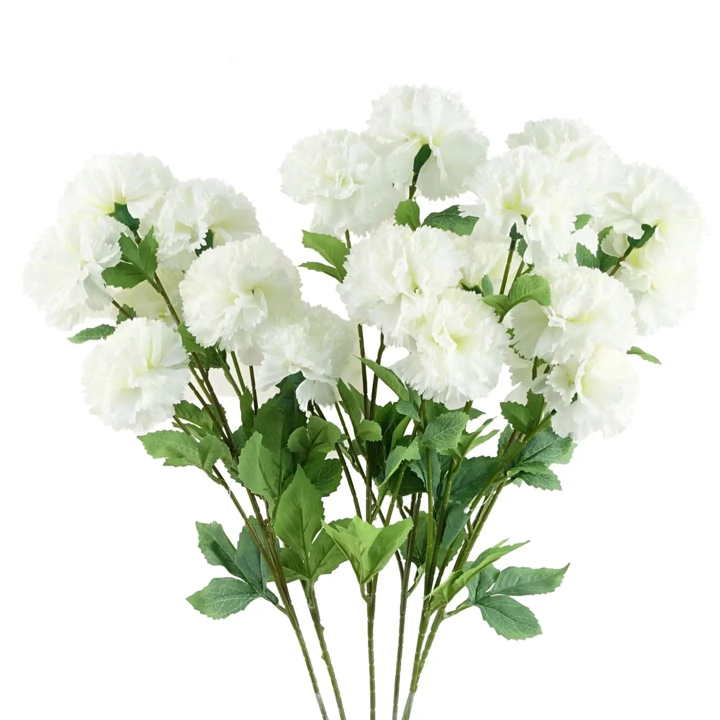 White Carnation Stem