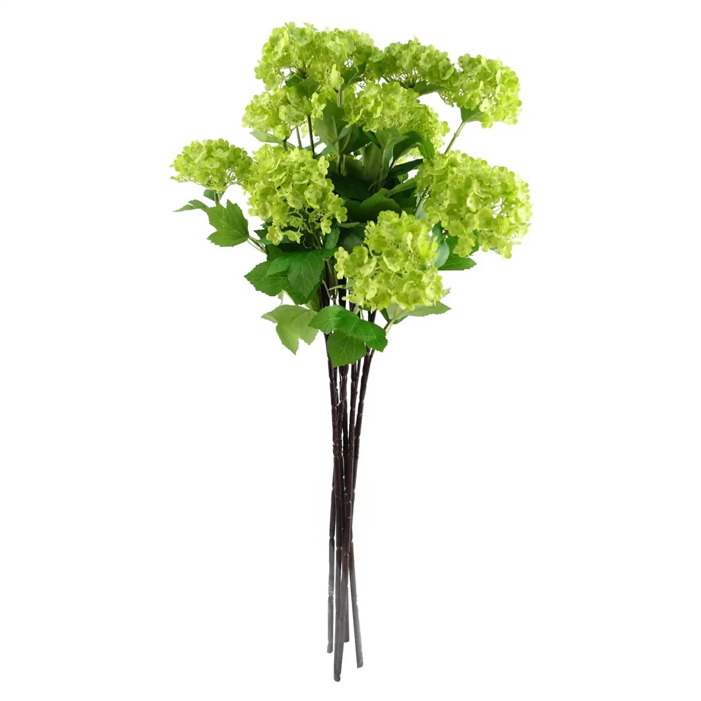 Green Viburnum Stem