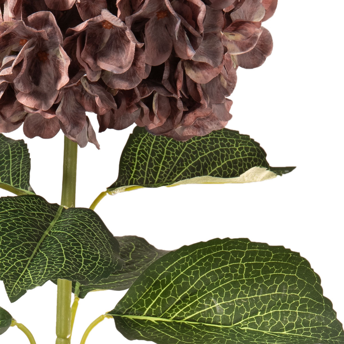 Dusky Pink Hydrangea