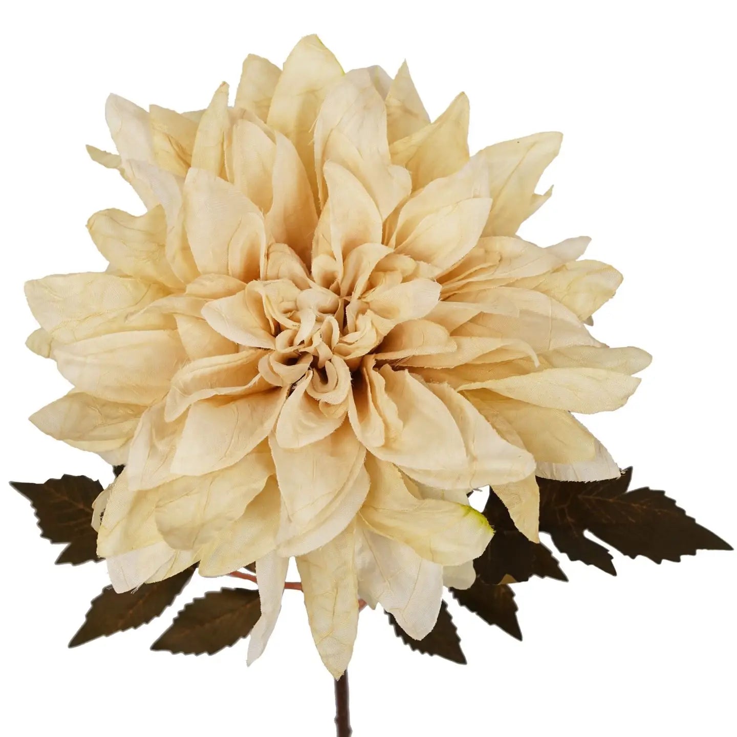 Dahlia Flower Stem - Dusty Cream