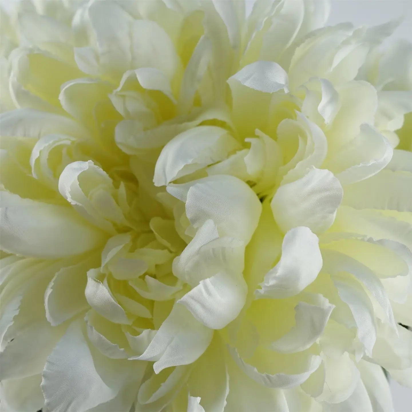 White Chrysanthemum Stem
