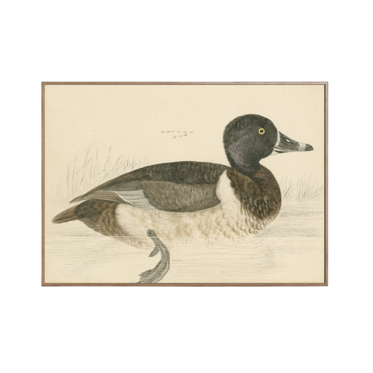 Duck Print  (A4 or A3)
