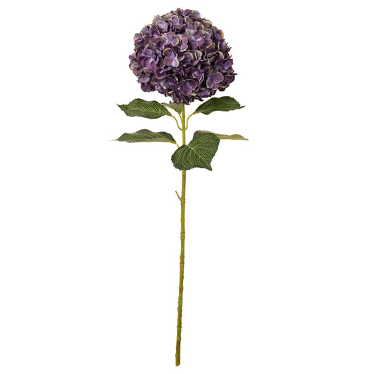 Blueberry Hydrangea