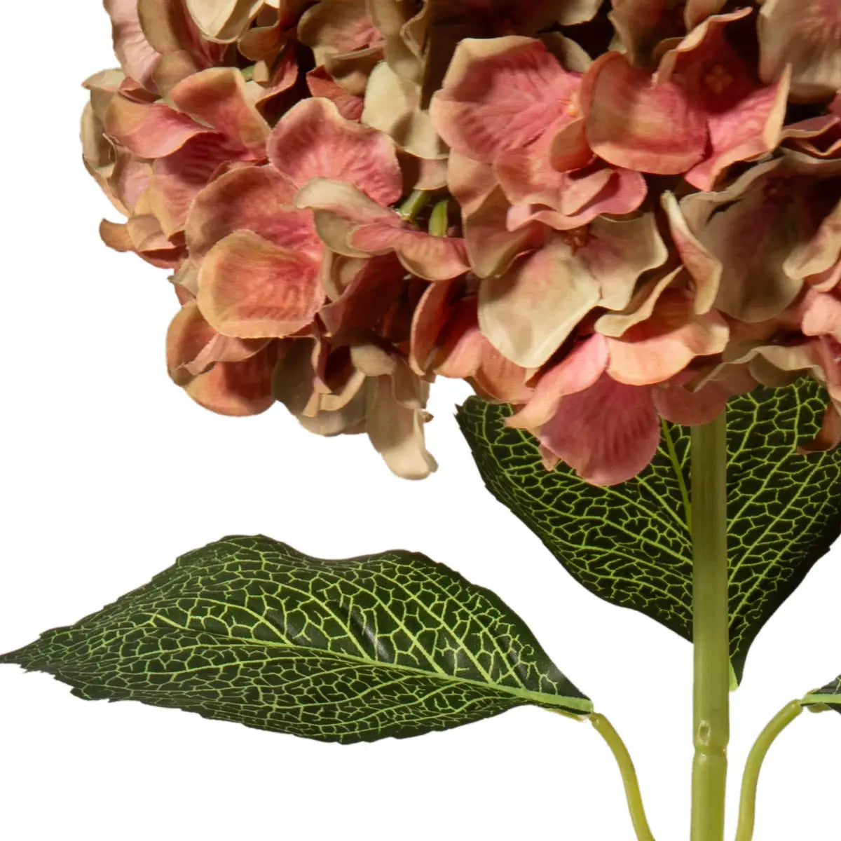 Green/ Pink Hydrangea