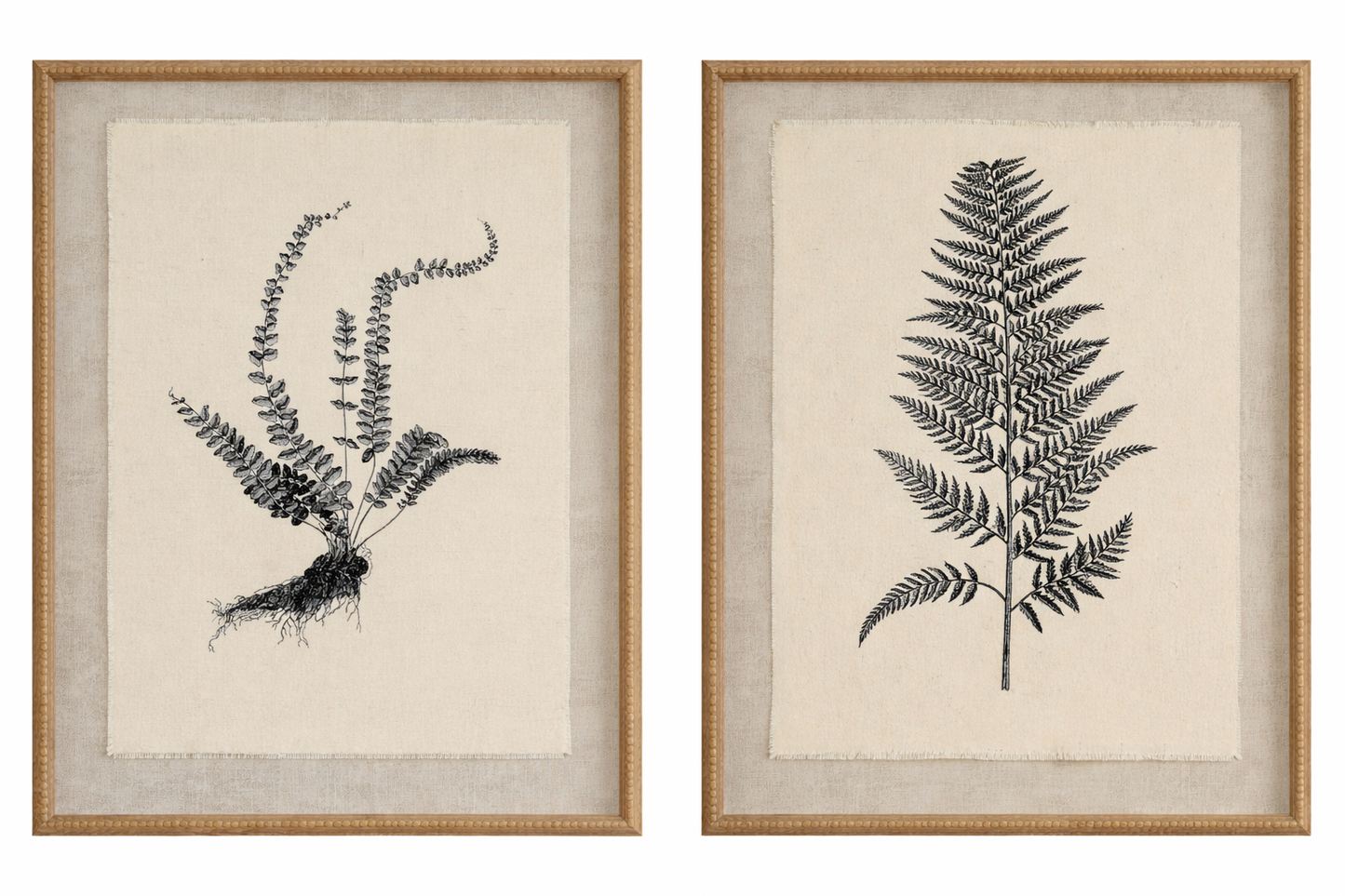 Two framed prints of black fern illustrations on beige backgrounds