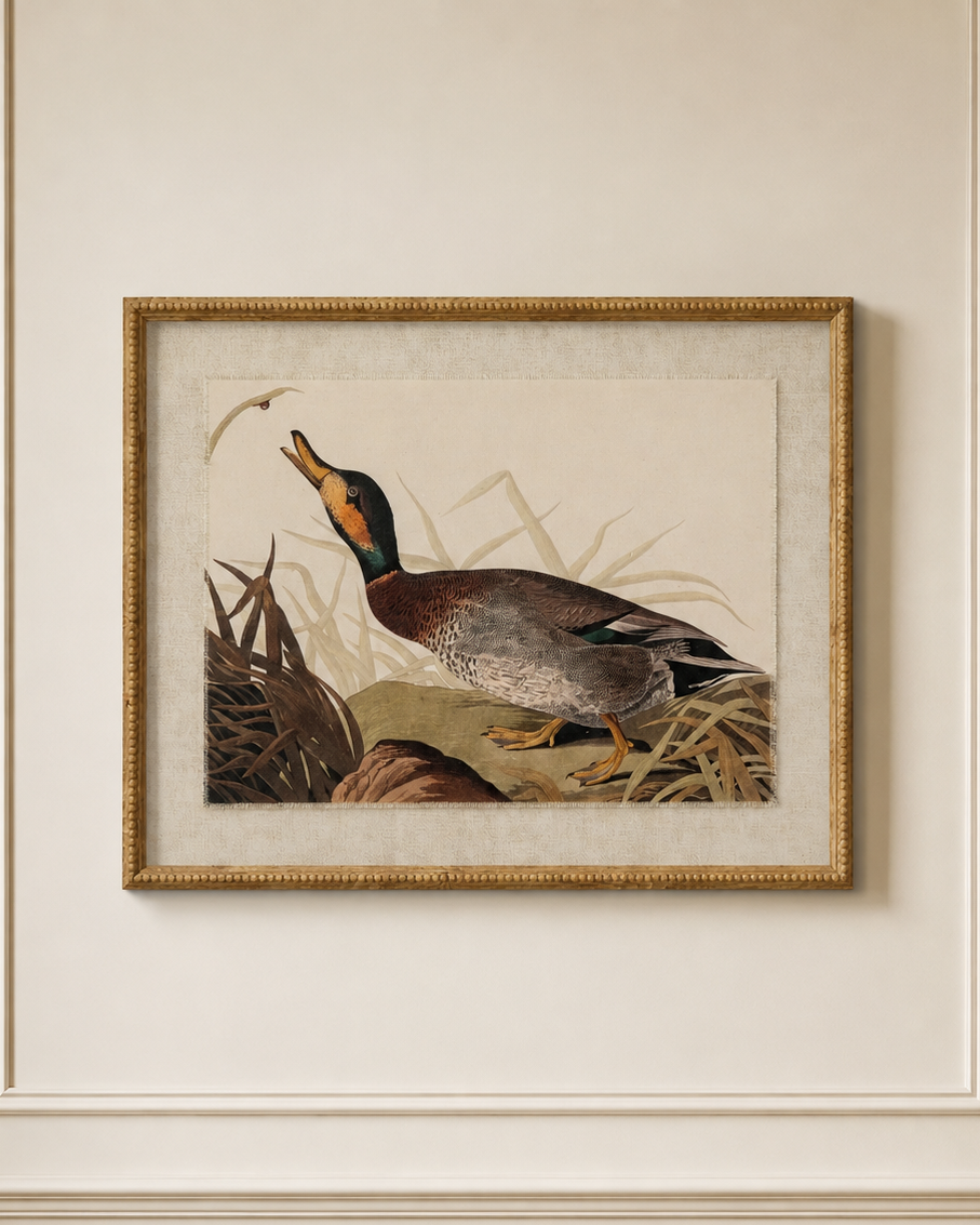 A framed vintage-style duck illustration hanging on a cream paneled wall. The artwork shows a mallard duck with a green head, brown body, and orange beak, surrounded by reeds, enclosed in a gold-toned frame.
