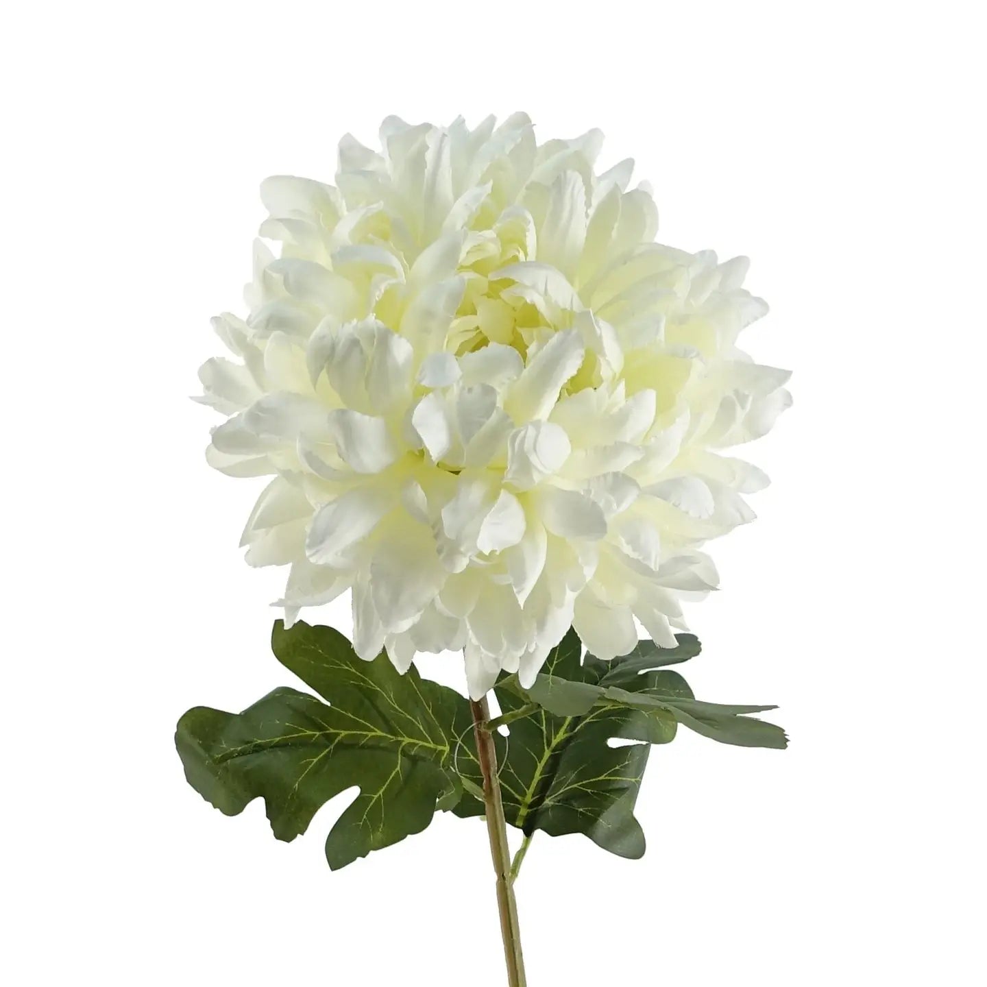 White Chrysanthemum Stem