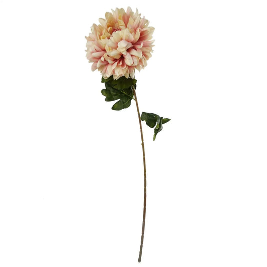 Pink Chrysanthemum Stem